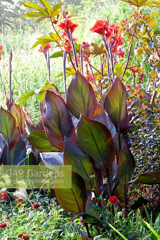 Canna indica 'Schwabenstolz' and Ricinus communis 'Carmencita Red' in The colour-themed red border at Weihenstephan gardens, Germany