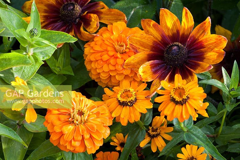 Rudbeckia hirta 'Autumn Colours', Zinnia angustifolia 'Profusion Orange' and Zinnia elegans 'Benarys Riesen Orange'