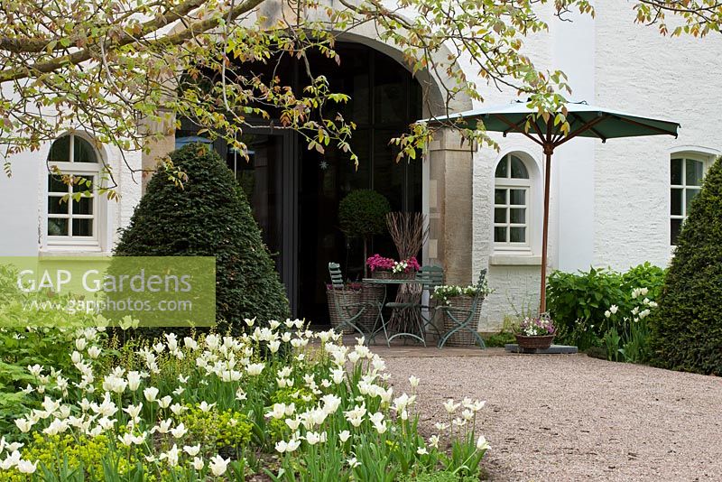 The vaulted entrance of the house with cafe style garden furniture, a parasol and yew cones, in the foreground flowering tulips. Planting includes - Euphorbia amygdaloides 'Rubra', Juglans regi, Taxus baccata and Tulipa viridiflora 'Spring Green' - Jens Tippel