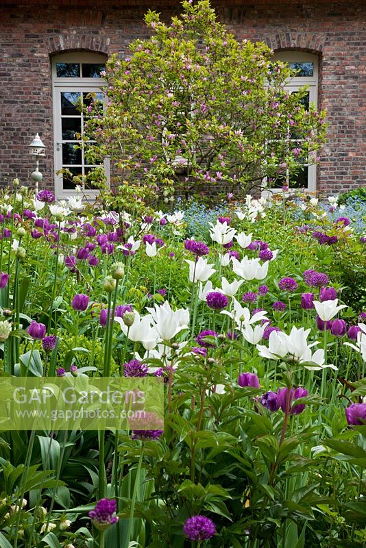 Purple is the dominating colour from the brick stone house and reflected in the planting with Tulipa 'White Triumphator', Brunnera, Buxus, Magnolia, Tulipa 'Negrita' and Tulipa 'White Triumphator' - Jens Tippel