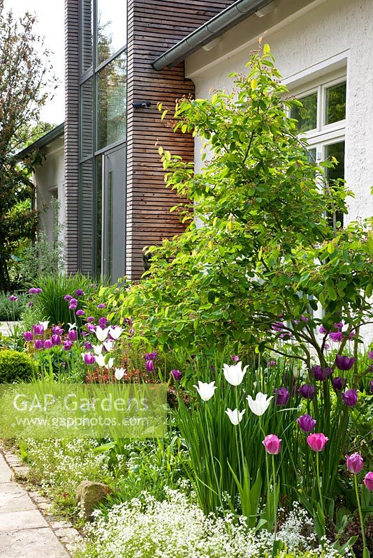 Planting next to the modern house entrance - Amelanchier, Arabis procurrens, Tulipa 'Negrita' and Tulipa 'White Triumphator' - Jens Tippel 