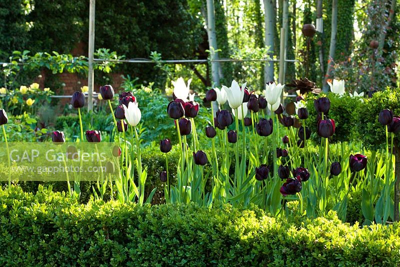 Tulipa 'Queen of Night' and Tulipa 'White Triumphator' with clipped box hedging - Jens Tippel