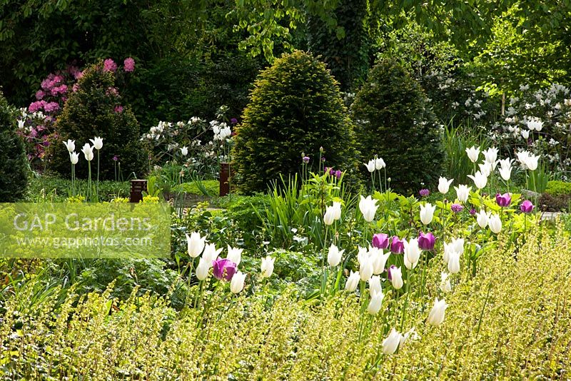 Yew cones, Rhododendron, Euphorbia amygdaloides 'Rubra', Taxus baccata, Tellima grandiflora, Tulipa 'Negrita' and Tulipa 'White Triumphator' - Jens Tippel
