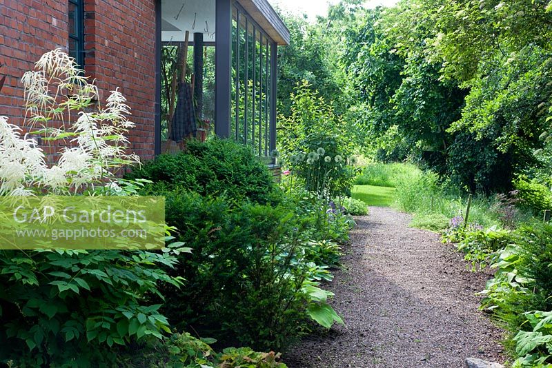 Perennial borders edging the house with Aruncus dioicus, Hostas Buxus, Taxus baccata and gravel path - Jens Tippel