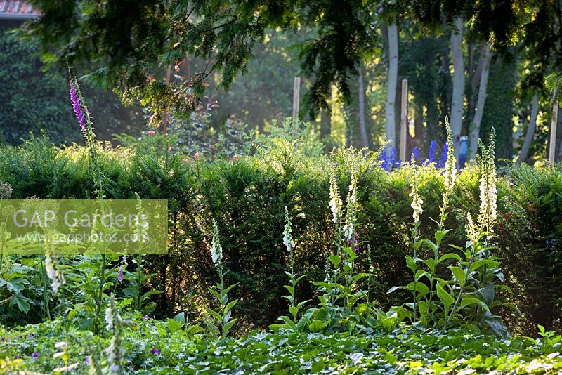 Digitalis purpurea 'Alba' and Hedera helix backed by Taxus baccata hedge - Jens Tippel 