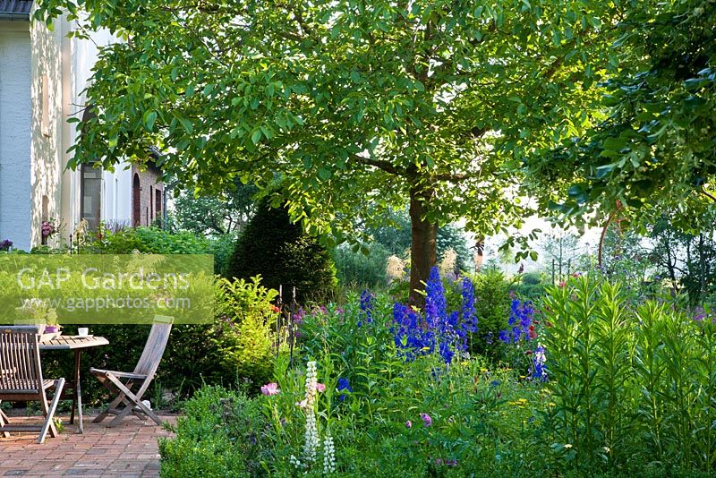 Next to walnut tree and perennial planting, a yew hedge frames a rest area with wooden garden furniture - Aruncus dioicus, Delphinium, Delphinium 'Piccolo', Hydrangea arborescens 'Annabell', Lupinus, Papaver and Taxus baccata - Jens Tippel