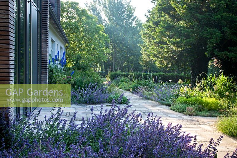 Perennial borders with Nepeta frame the flagstone paved area and pathway in front of the house - Allium aflatunense 'Purple Sensation', Delphinium, Juglans regia, Nepeta 'Six Hills Giant' Faassenii-Gruppe and Taxus baccata - Jens Tippel
