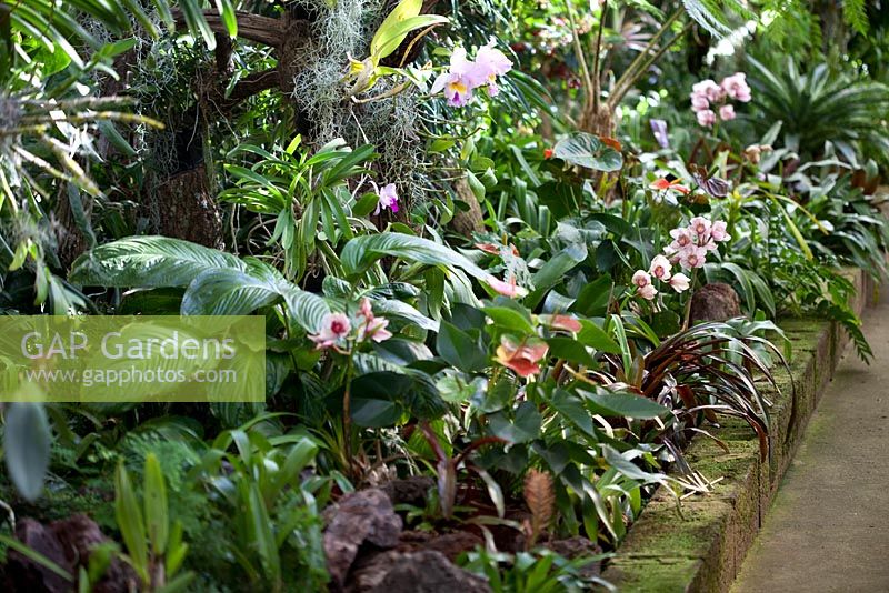 Jardim Orquidea, Madeira - Cymbidiums, Anthuriums, Cattleya 'Pamela Hetherington'
