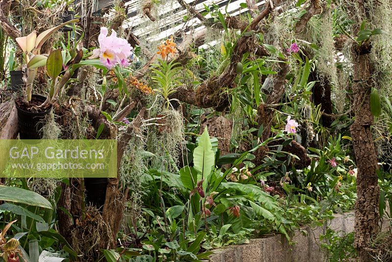Jardim Orquidea, Madeira - Paphiopedilum, Asplenium, Cattleya, Colmonara 'Wildcat'