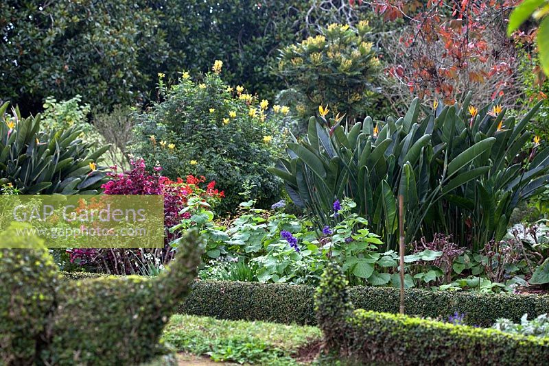 Borders with topiary, Iresine herbstii, Strelitzia reginae and Salvia splendens - Quinta Palheiro, Funchal, Madeira, December 
