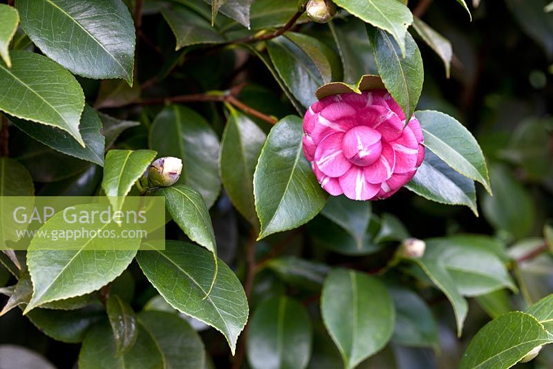 Camellia japonica 'bella di firenze', Madeira, December