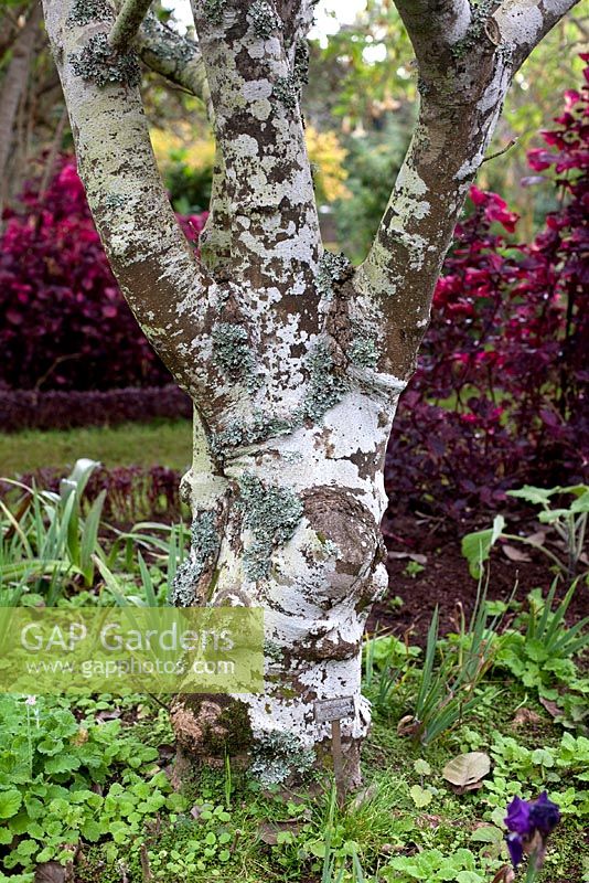 Magnolia alba with Iresine herbstii, Madeira