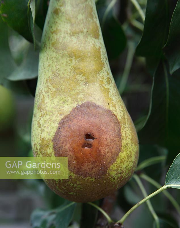 Pear showing secondary brown rot after insect or bird damage
