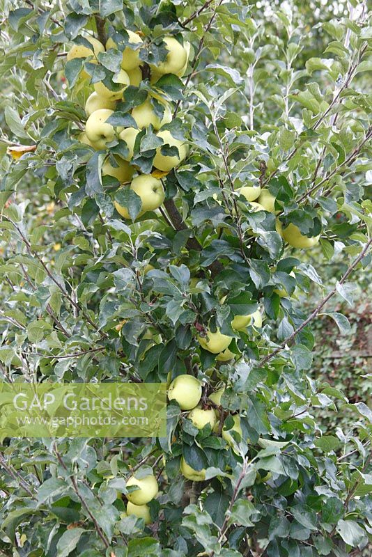 Malus domestica 'Greensleeves' - Apple Minarette tree with fruit