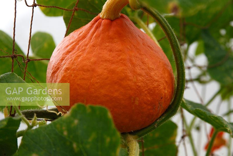 Curcurbita maxima 'Potimarron' - Pumpkin