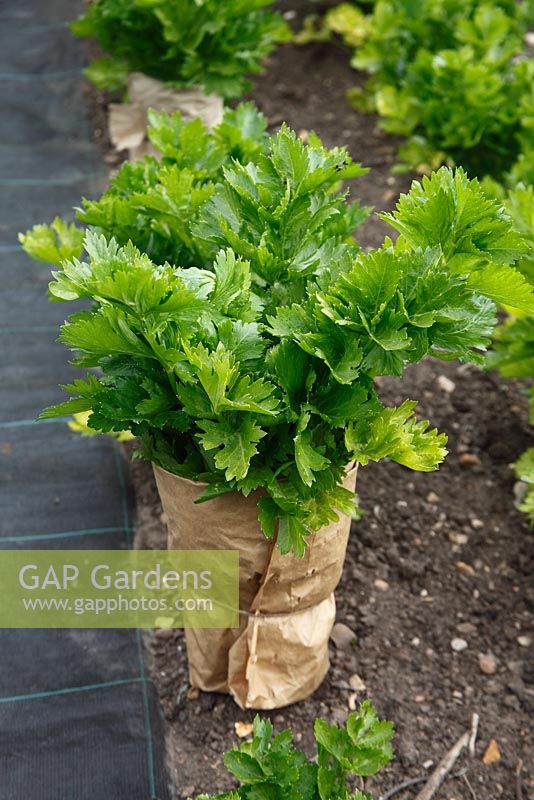 Apium graveolens 'Daybreak' - Celery plant with paper blanching cover