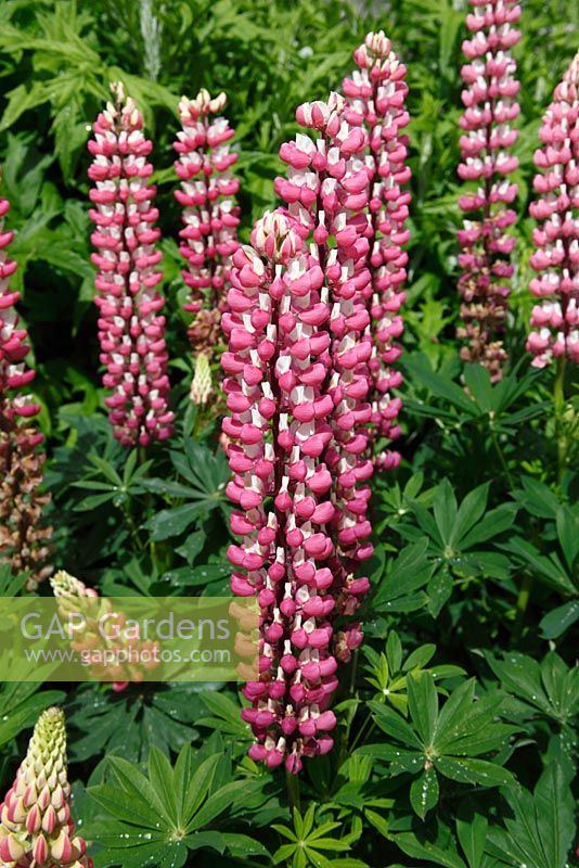 Lupinus 'The Chatelaine' - Lupin