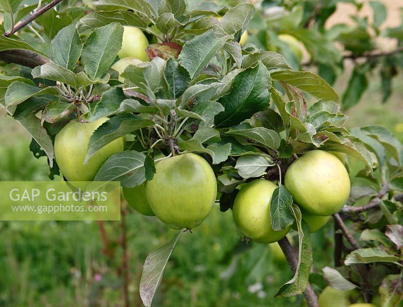 Malus domesticus 'Hanworth Codlin' - Apple