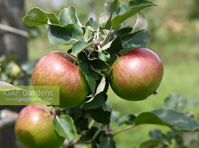 Malus domesticus 'Striped Beefing' - Apples