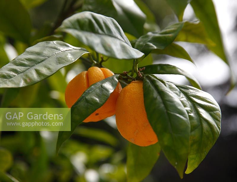 Citrus sinensis 'Valencia' - Orange