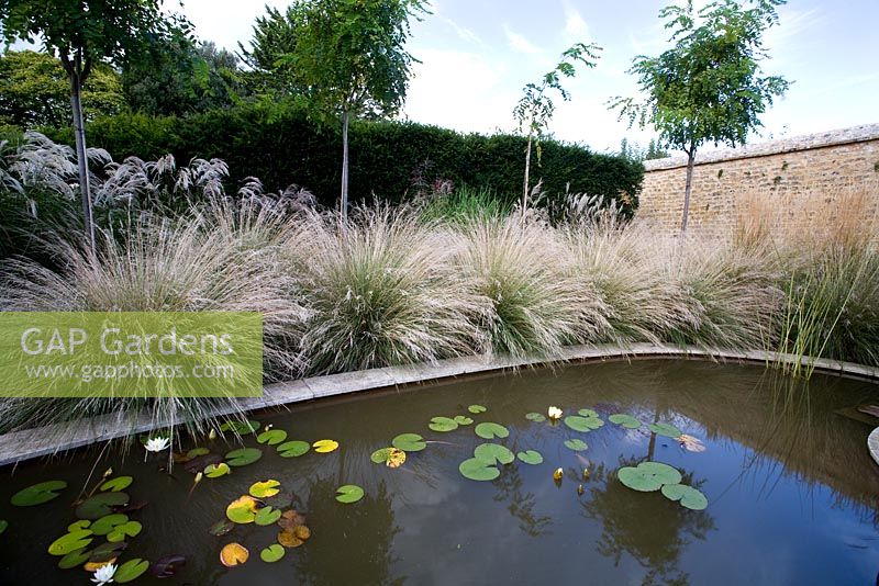 Garden view with Poa labillardierei and Robinia 'Casque Rouge' - Farrs, Dorset