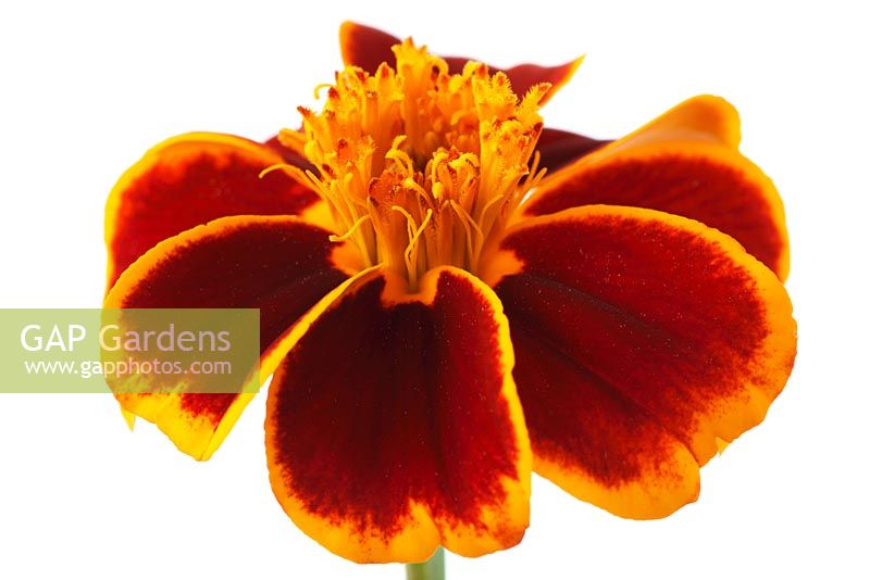 Tagetes patula 'Red Marietta' - French marigold  