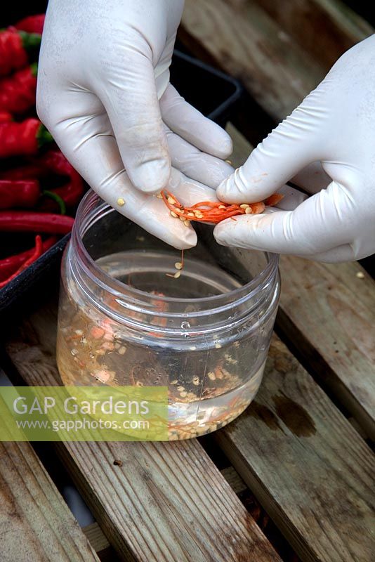 Removing skin and flesh from the Chilli seeds
