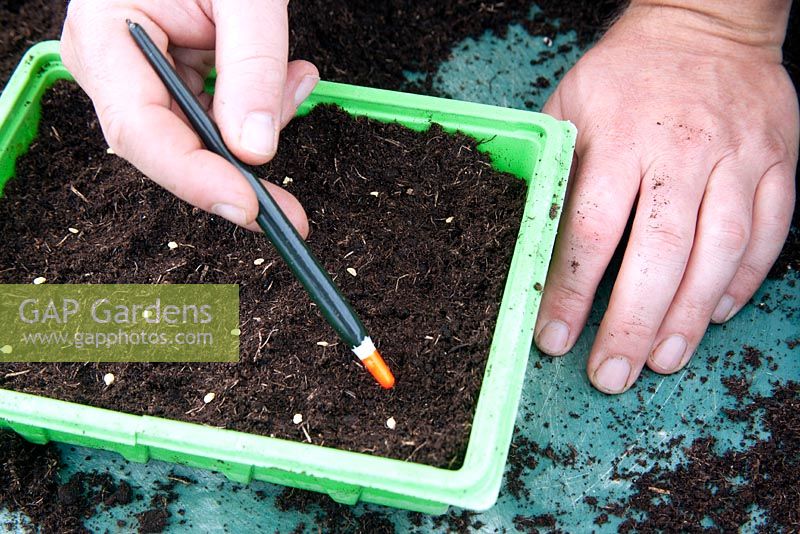 Dibbing Chilli seeds into  compost