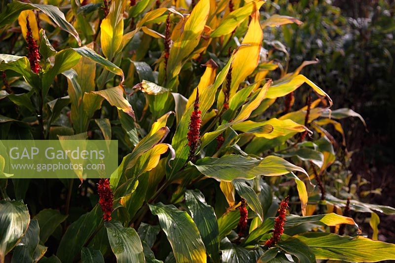 Hedychium 'Assam Orange' - following a frost free autumn and still looking attractive in December