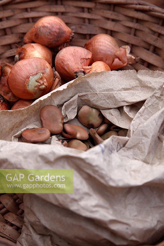 Broad bean seeds and Allium cepa - Shallot sets removed from plastic wrapper for storage until time to plant