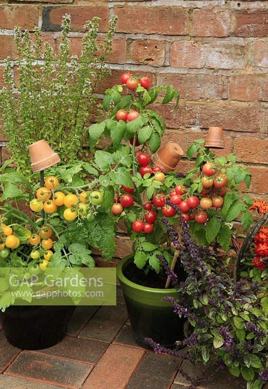 Dwarf bush Tomato 'Sweet 'n' Neat Cherry' and 'Sweet 'n' Neat Yellow' growing in ceramic pots with clay pots as cane toppers to prevent eye injury alongside Ocimum 'African Blue' - Basil and Tagetes - French Marigolds