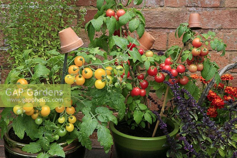Dwarf bush Tomato 'Sweet 'n' Neat Cherry' and 'Sweet 'n' Neat Yellow' growing in ceramic pots with clay pots as cane toppers to prevent eye injury alongside Ocimum 'African Blue' - Basil and Tagetes - French Marigolds
