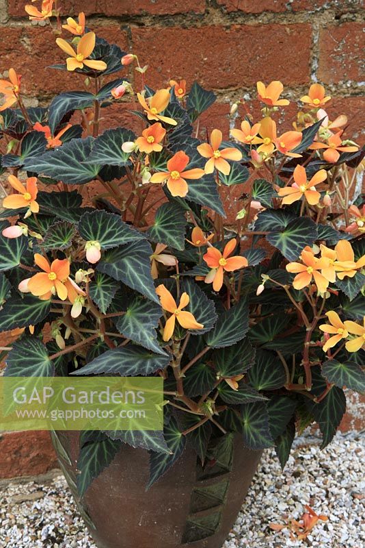 Begonia 'Glowing Embers' growing in a pot that picks up the pattern in the begonia leaves