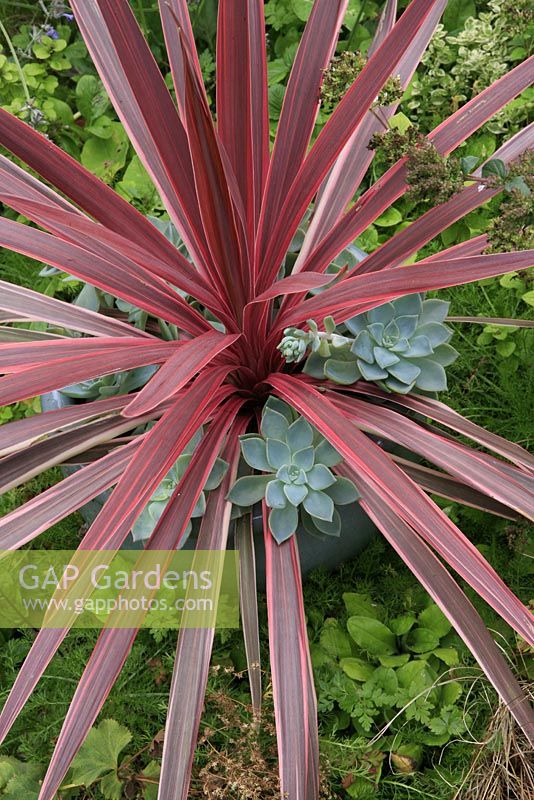 Drought resistent container of Cordyline australis 'Pink Champagne' underplanted with Graptopetalum paraguayense in a grey glazed bowl
