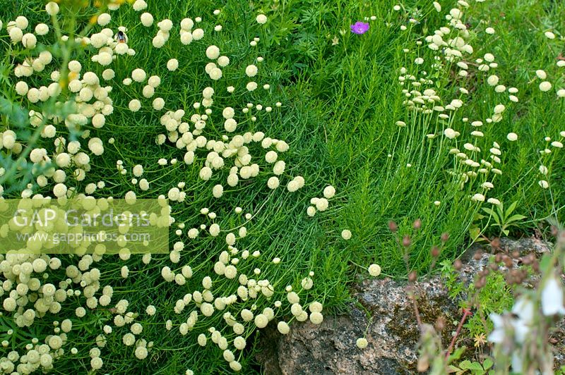 Santolina pinnata subsp. neapolitana 'Edward Bowles' - Cotton Lavender