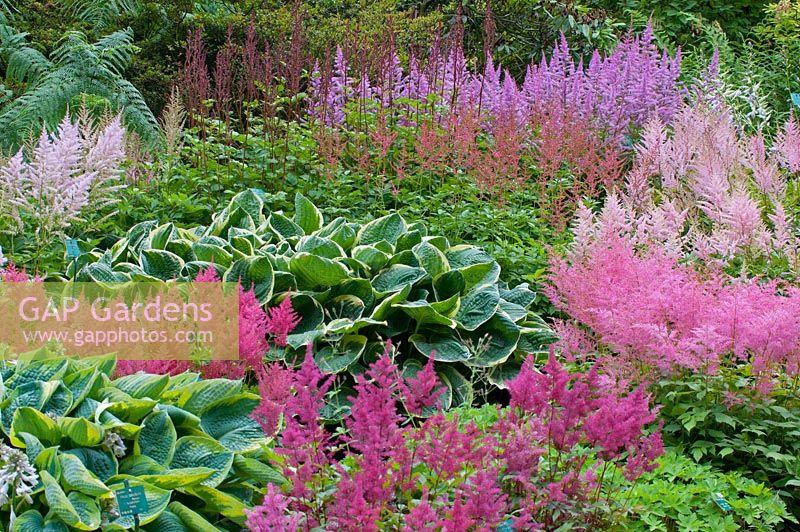 Astilbes mixed with Hostas