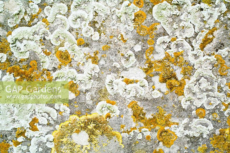 Lichens on Gravestone