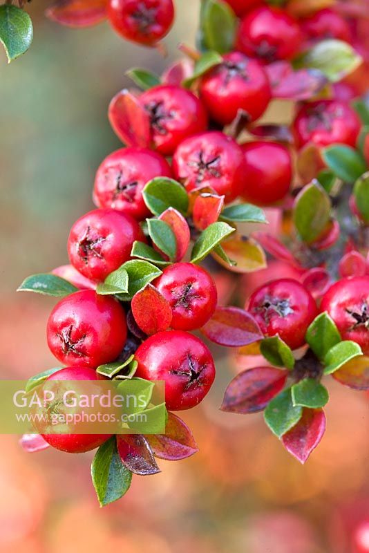 Cotoneaster horizontalis - Berries
