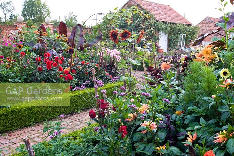 Formal cutting garden with Dahlias and Annuals - Ulting Wick, Essex