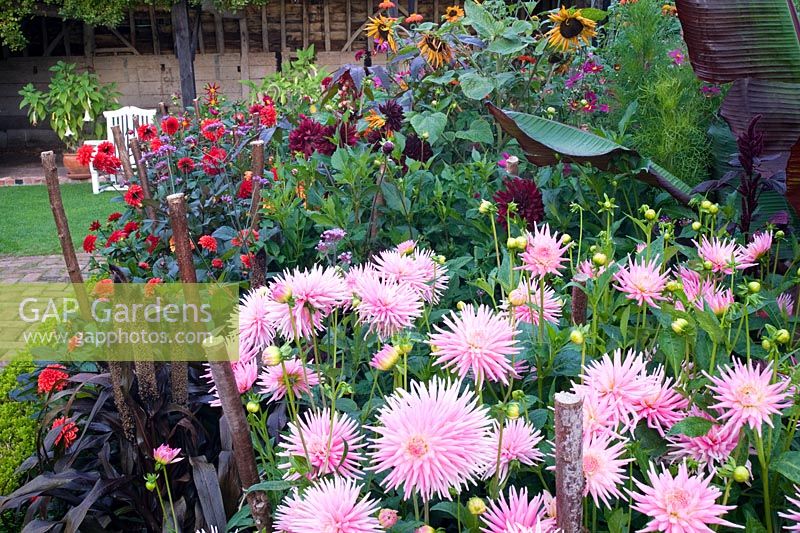 Dahlia 'Park Princess' in formal cutting garden bed with mixed Dahlias and annuals - Ulting Wick, Essex