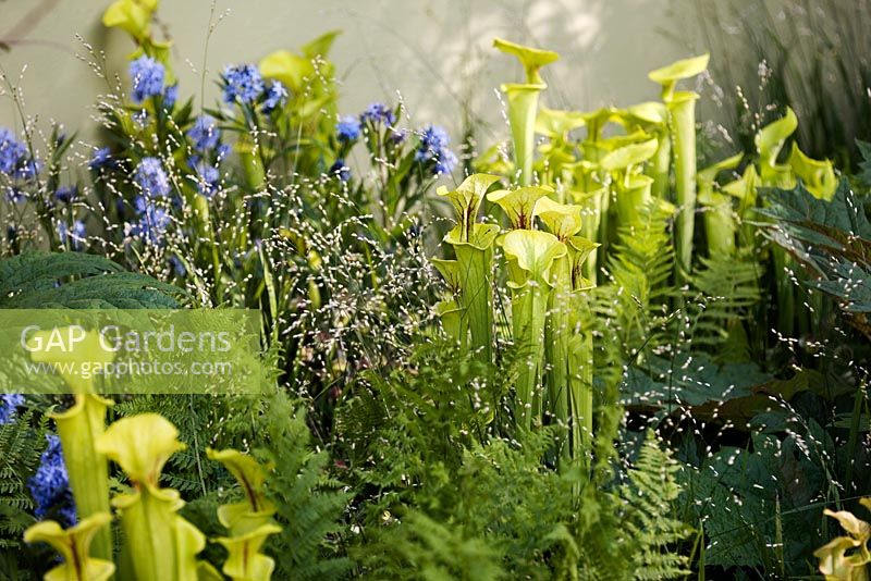 Sarracenia flava - Yellow Pitcher plant and Iris 'Dorothy Robinson in border - The Foreign and Colonial Investments Garden, Sponsored by Foreign and Colonial Investment Trust, Contractor The Outdoor Room - Silver Flora medal winner at RHS Chelsea Flower Show 2009