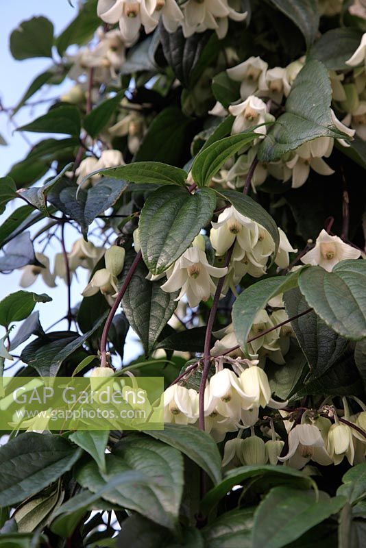 Clematis urophylla 'Winter Beauty' blooming in early January