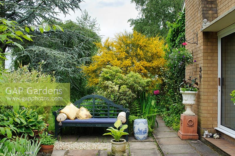 Terrace with blue painted Lutyens style bench. Cytisus, Pieris and Cedrus atlantica tree to the left -The Rowans, Threapwood, Cheshire