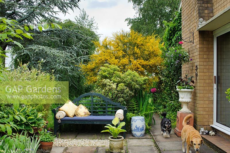 Terrace with blue painted Lutyens style bench. Cytisus, Pieris and Cedrus atlantica tree to the left -The Rowans, Threapwood, Cheshire
