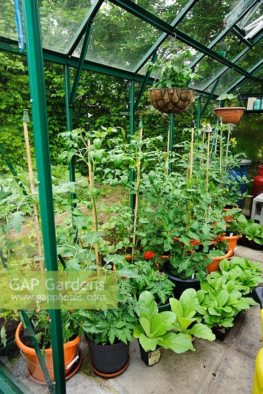 View into greenhouse with Tomato plants in pots with  Tagetes grown as companion plants. Tobacco plants waiting to be planted outside -  The Rowans, Threapwood, Cheshire.