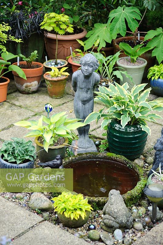 A collection of miniature Hostas in pots beside water feature - The Rowans, Threapwood, Cheshire.
