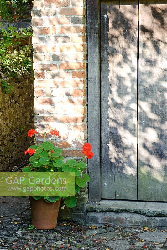 Pelargonium - Geranium in pot beside barn door - Barnwells, Cerne Abbas, Dorset.