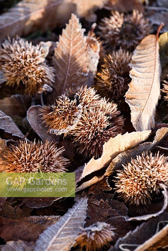 Sweet Chestnuts on ground with frost