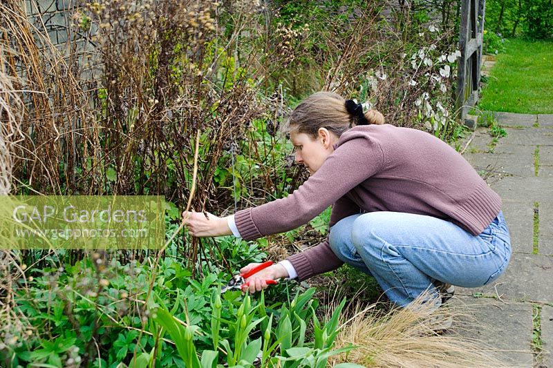 Woman cutting back dead stems of herbaceous perennials in spring - Barnabas Road, Cambridge.