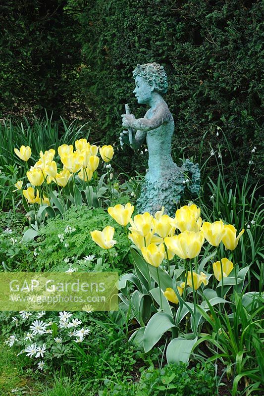 Pan Statue in border of Tulipa with Anemone blanda 'White Splendour' beside Yew hedge - Coton Manor, Northamptonshire.